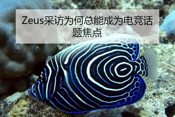 Zeus采访为何总能成为电竞话题焦点